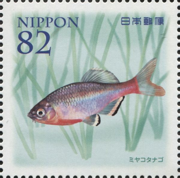 Tokyo Bitterling (Tanakia tanago)