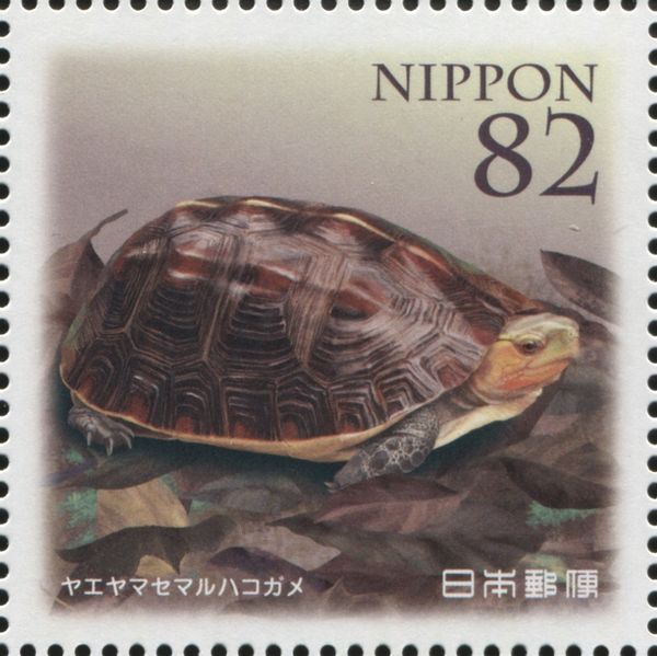 Chinese Box Turtle (Cuora flavomarginata evelynae)