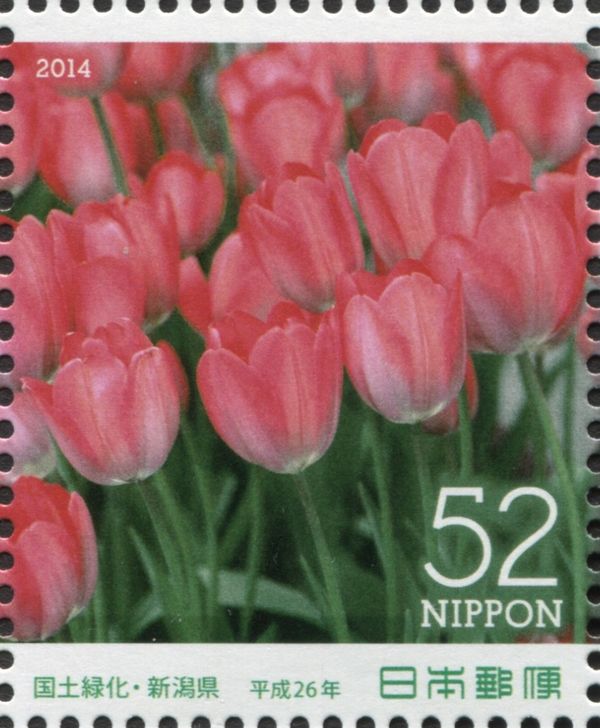 Garden Tulip (Tulipa gesneriana)