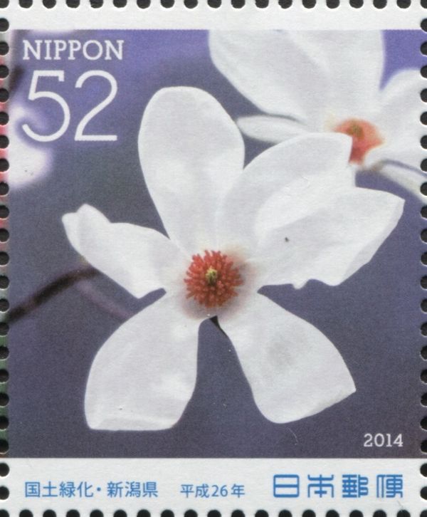Anise Magnolia (Magnolia salicifolia)