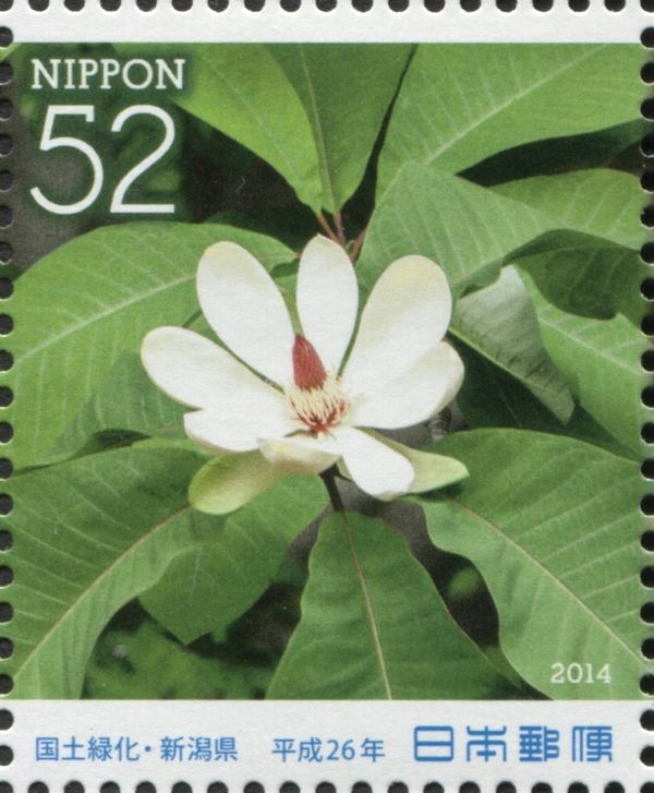 Japanese Bigleaf Magnolia (Magnolia obovata)
