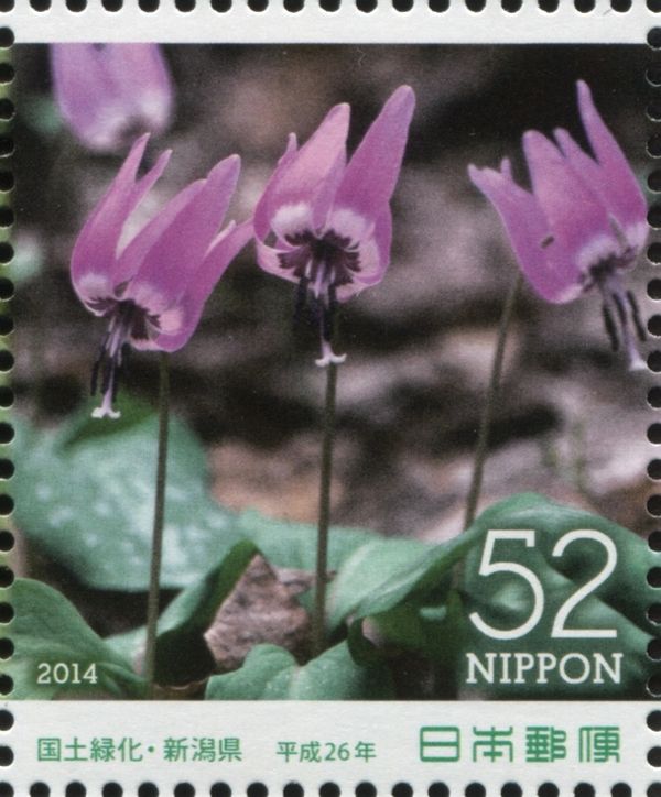 Japanese Fawn Lily (Erythronium japonicum)