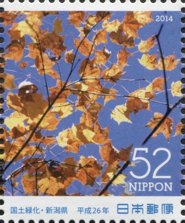 Maple (Acer pictum)