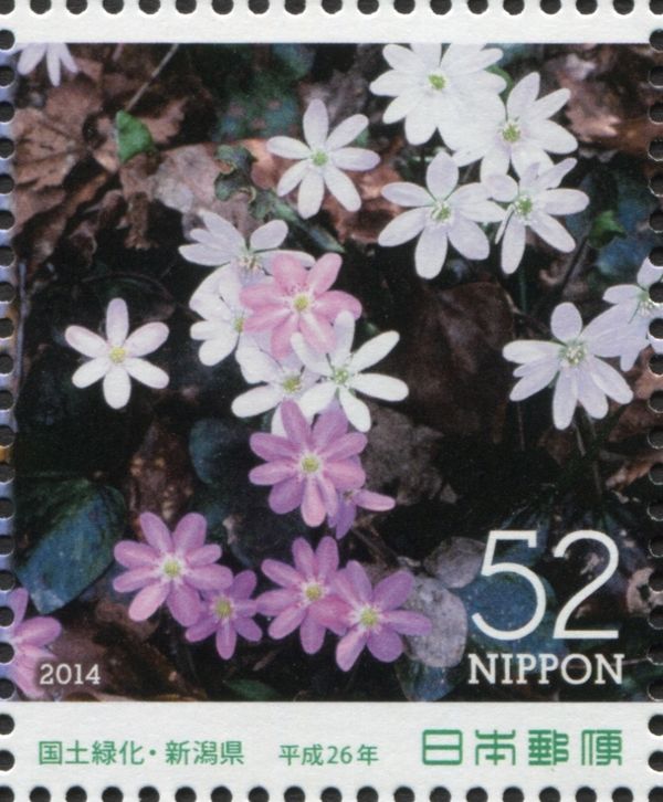 Liverwort (Anemone hepatica)