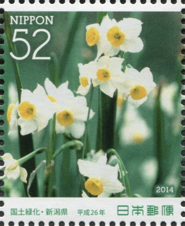 Paperwhite Daffodil (Narcissus tazetta)