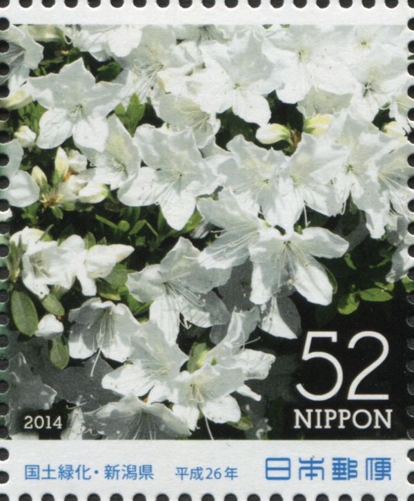 White Azalea (Rhododendron viscosum)