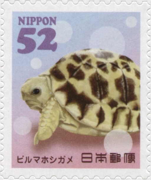 Burmese Star Tortoise (Geochelone platynota)