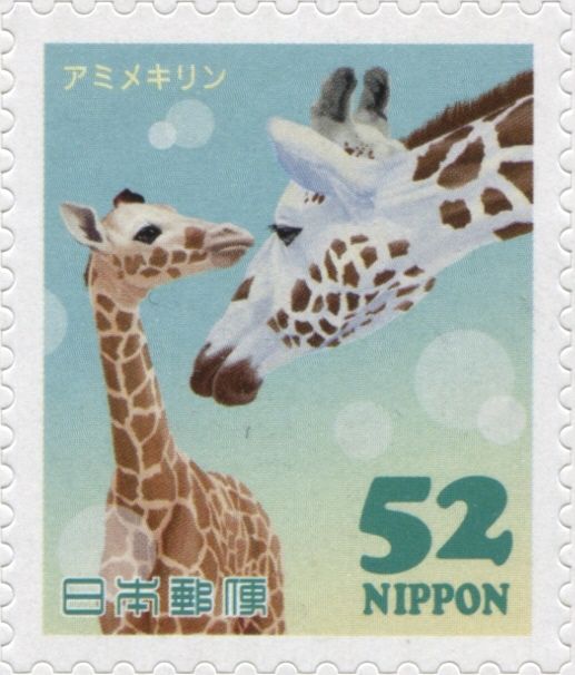 Reticulated Giraffe (Giraffa camelopardalis reticulata)