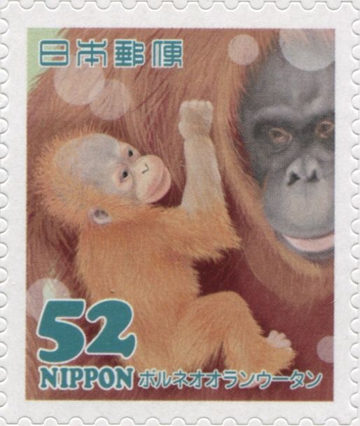 Orangutan (Pongo sp.)