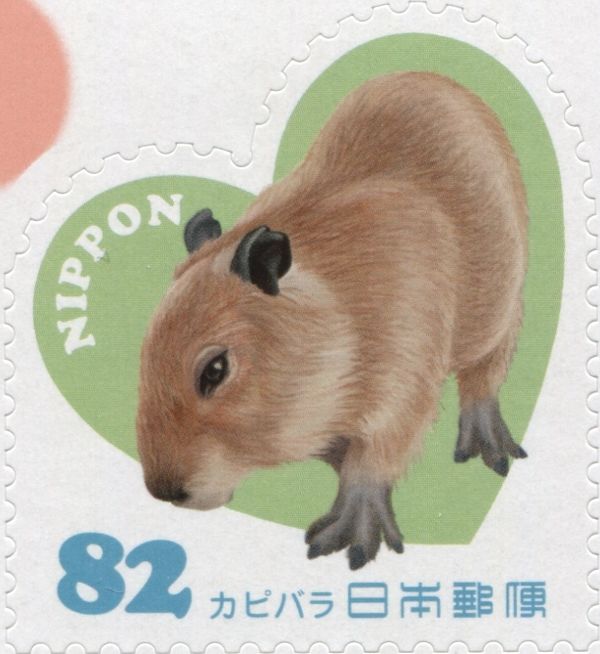 Greater Capybara (Hydrochoerus hydrochaeris)