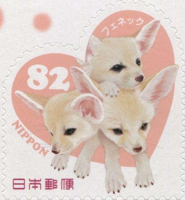 Fennec Fox (Fennecus zerda)
