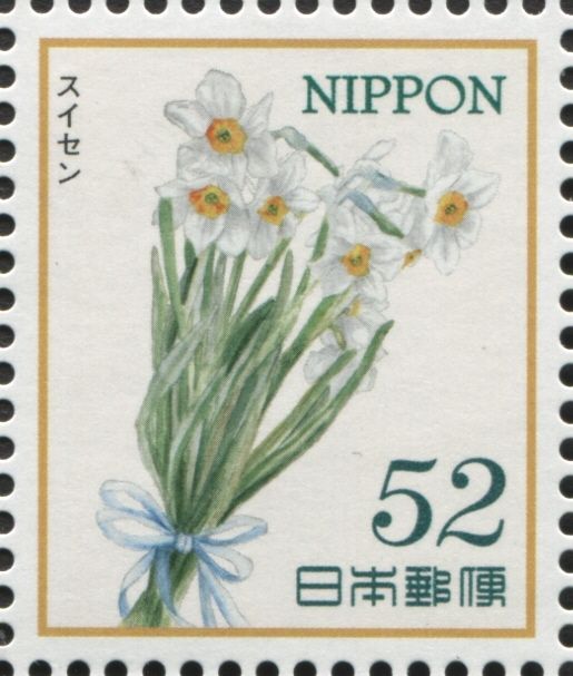 Narcissus