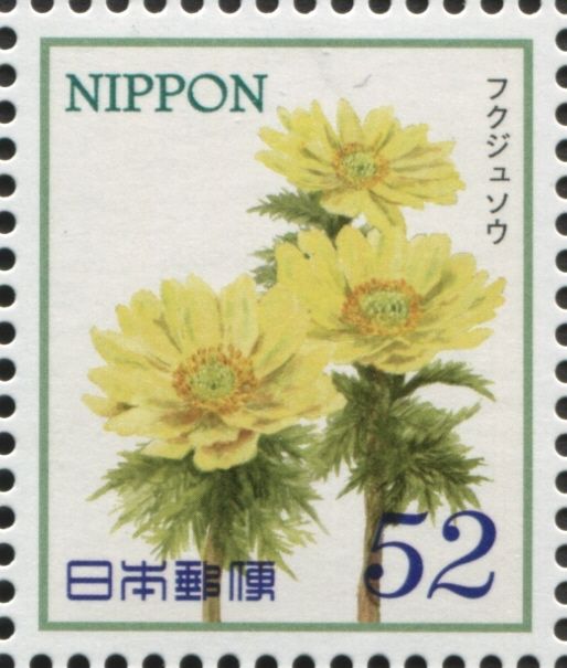 Pheasant's Eye (Adonis ramosa)