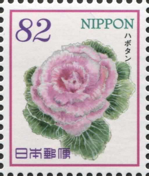 Ornamental Kale (Brassica oleracea var. acephala)