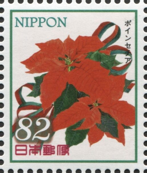 Poinsettia (Euphorbia pulcherrima)