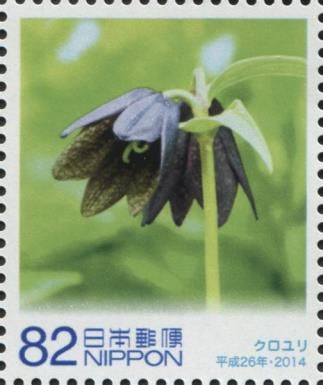Shadow Chess Flower (Fritillaria camschatcensis)