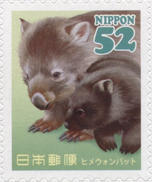 Common Wombat (Vombatus ursinus)