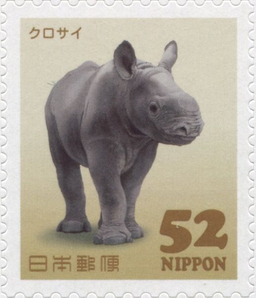 Black Rhinoceros (Diceros bicornis)