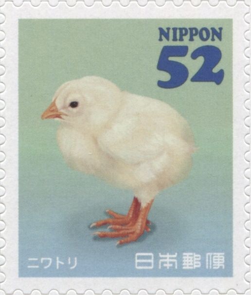 Chicken (Gallus gallus domesticus)