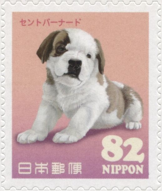 Saint Bernard Dog (Canis lupus familiaris)