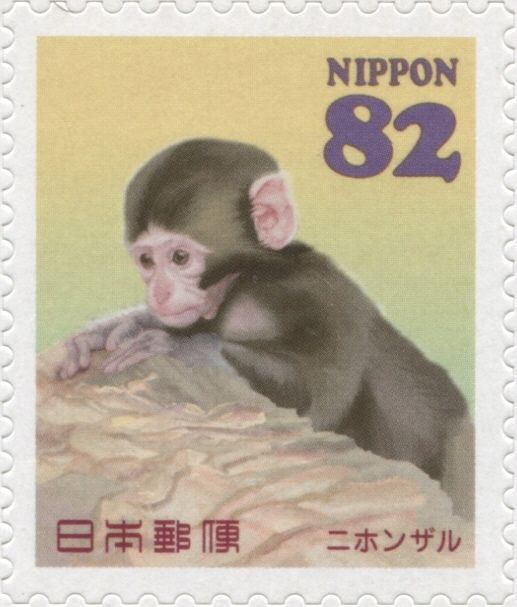 Japanese Macaque (Macaca fuscata)