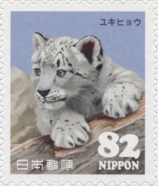 Snow Leopard (Panthera uncia)