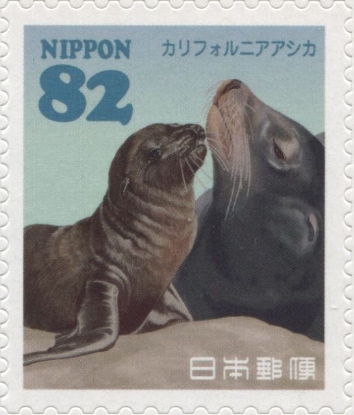 California Sea Lion (Zalophus californianus)