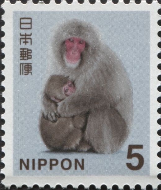 Japanese Macaque (Macaca fuscata)
