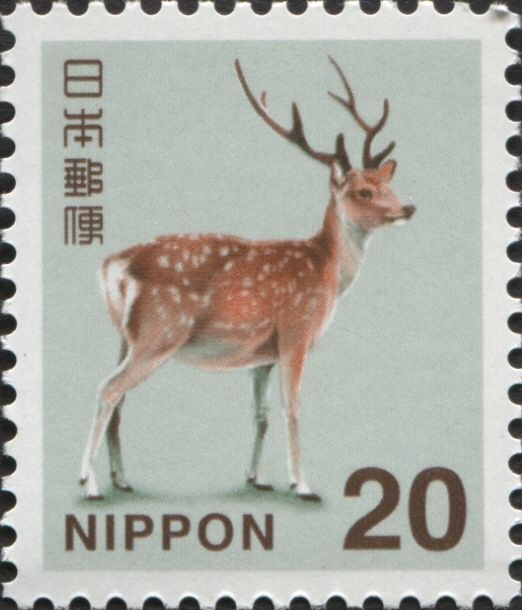 Sika Deer (Cervus nippon)