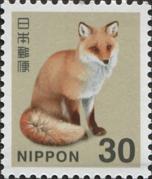 Hokkaido Red Fox (Vulpes vulpes schrencki)