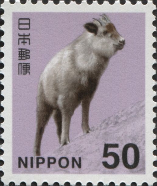Japanese Serow (Capricornis crispus)