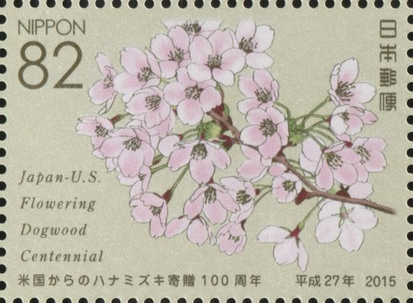 Cherry Blossoms