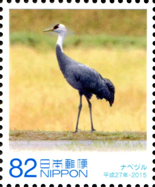 Monk Crane (Grus monacha)