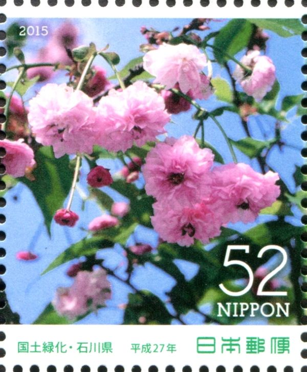 Kenrokuen kiku-zakura (Prunus lannesiana Sphaerantha)