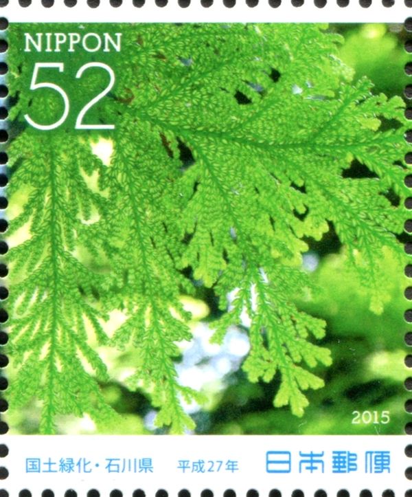 Até Cypress (Thujopsis dolabrata)