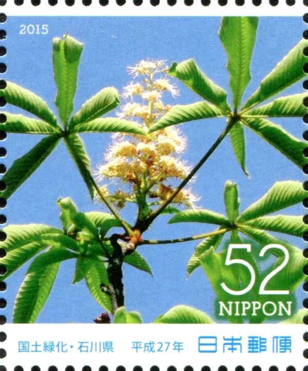 Horse Chestnut (Aesculus turbinata)