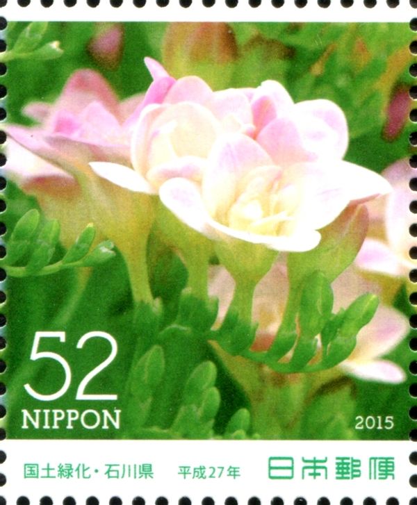 Freesia (Freesia refracta)