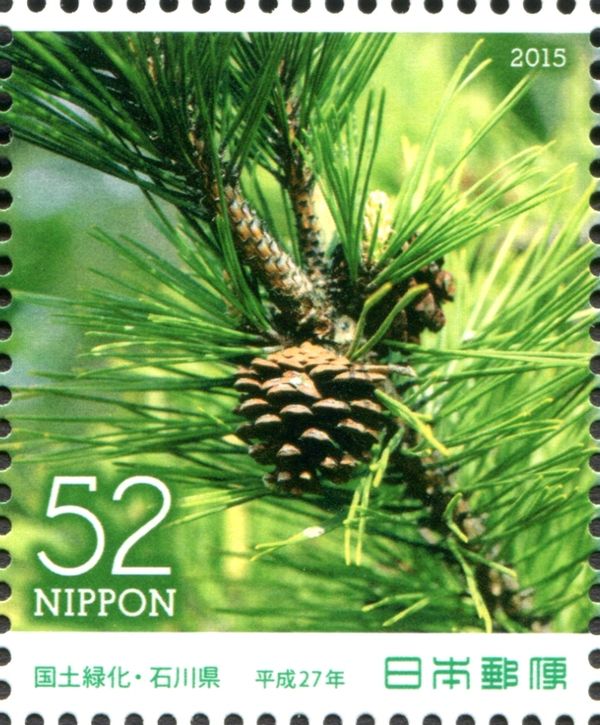 Japanese Black Pine (Pinus thunbergii)