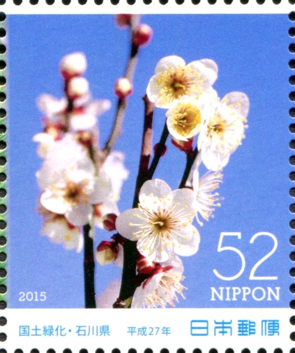 Plum Blossoms (Prunus mume)