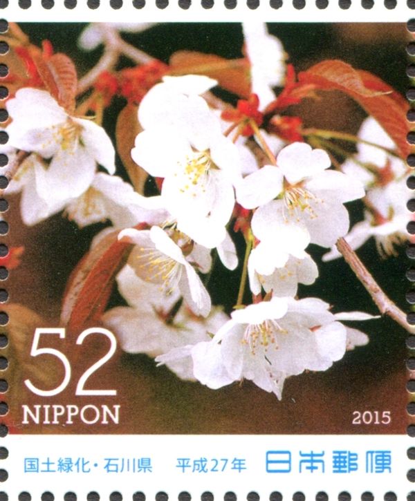Wild Cherry Blossoms (Cerasus jamasakura)