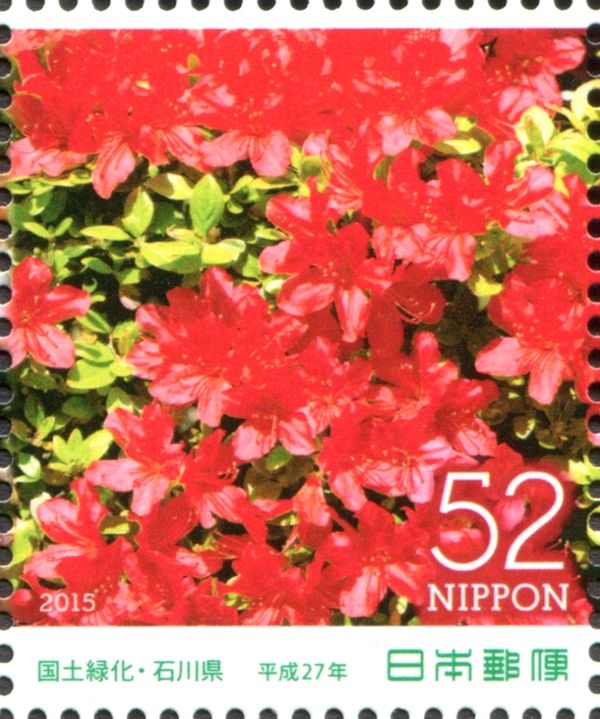 Azalea Blossoms (Kirishima azalea)
