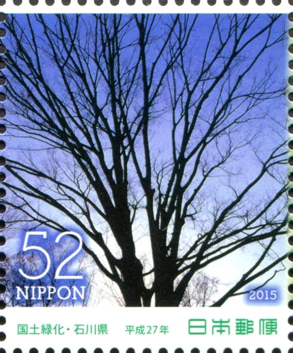 Zelkova Tree (Zelkova serrata)