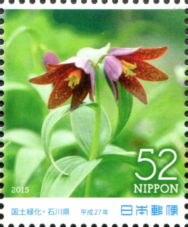 Chocolate Lily (Fritillaria camtschatcensis)