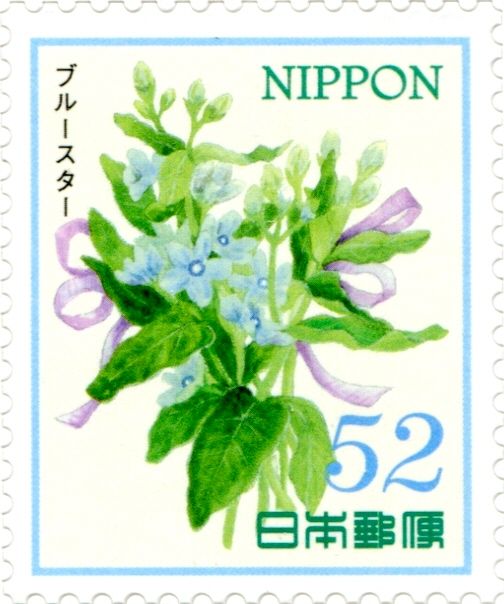 Southern Star (Oxypetalum coeruleum)