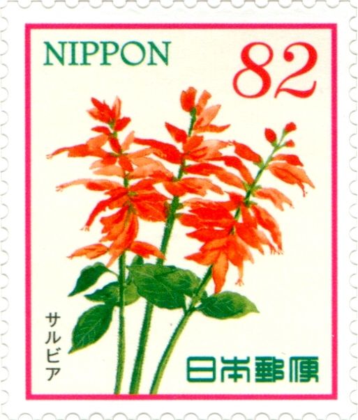 Scarlet Sage (Salvia splendens)