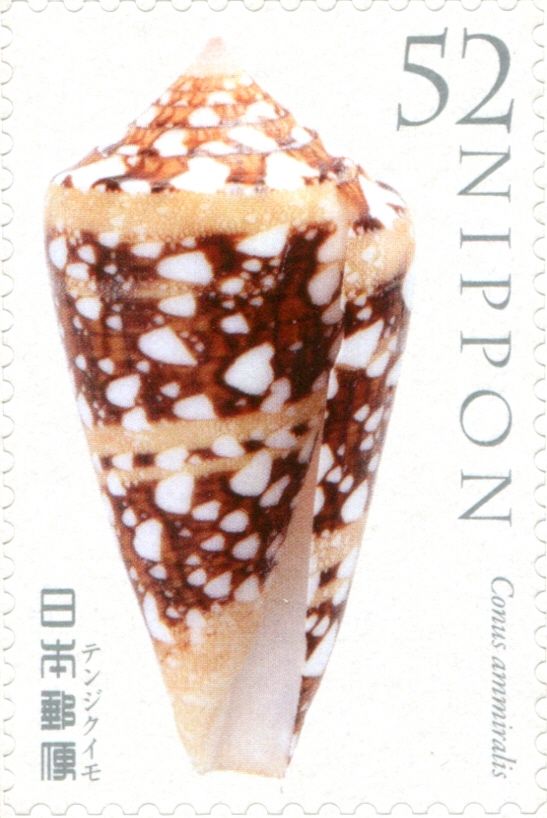 Admiral Cone (Conus Ammiralis)