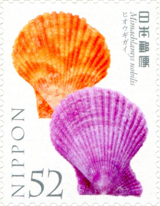 Noble Scallop (Pecten Nobilis)