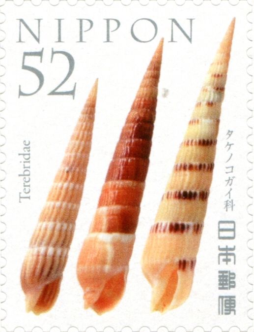 Auger Shell (Terebridae)