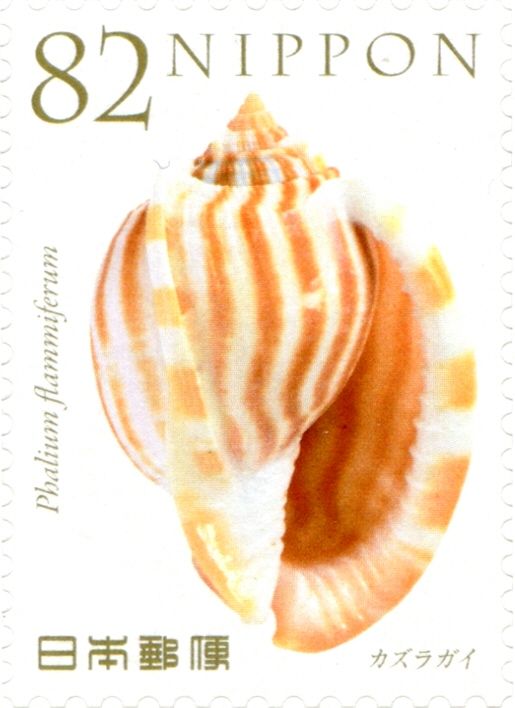 Striped Bonnet (Phalium Flammiferum)