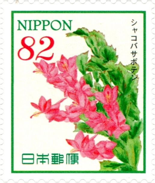 Christmas Cactus